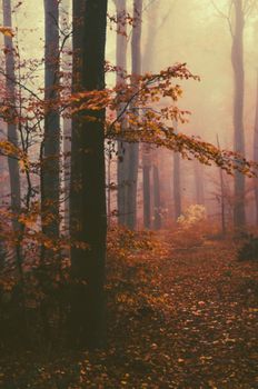 Enchanting autumn forest with fog and golden leaves in Zürich, Switzerland.