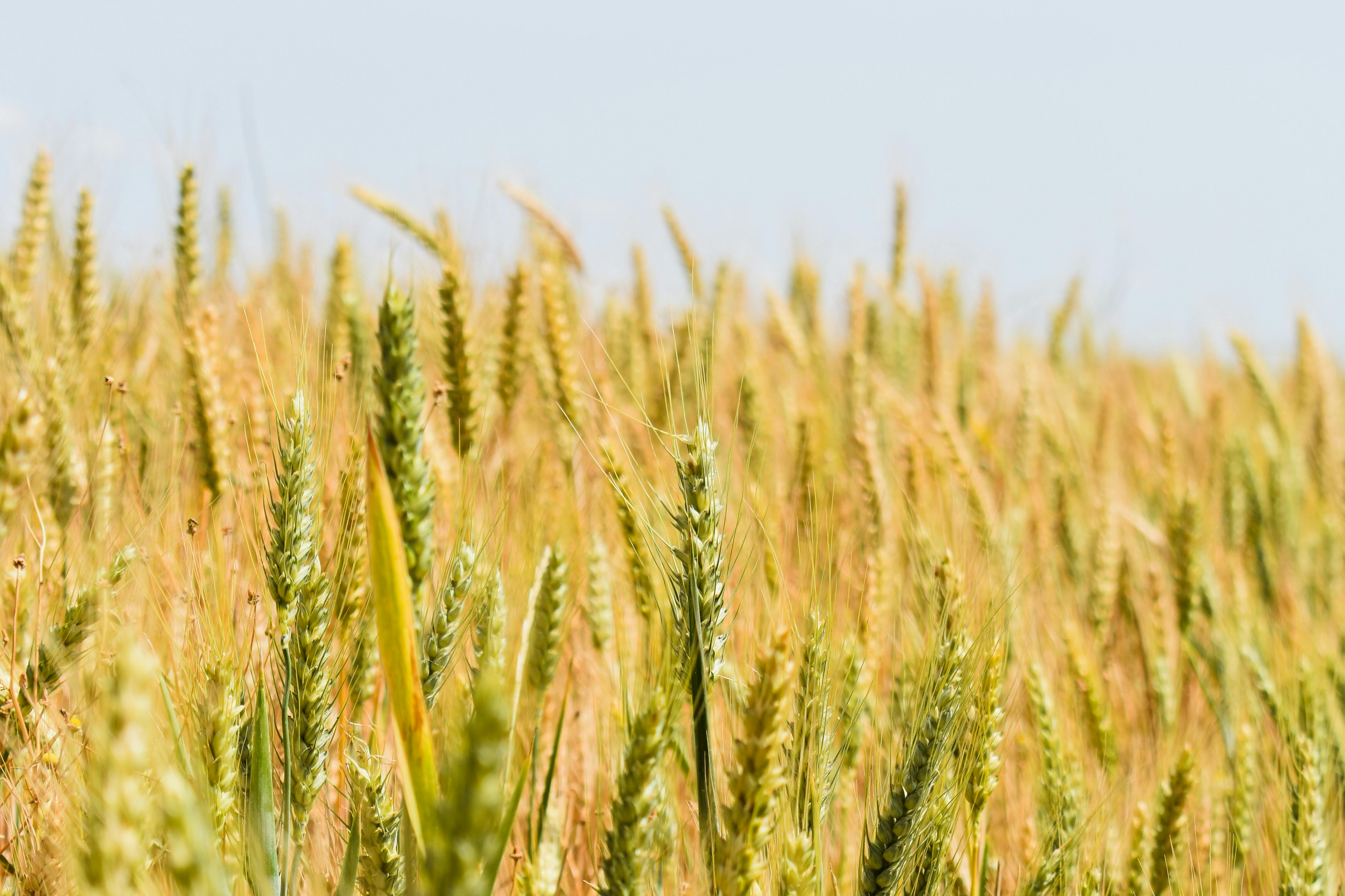 South Africa moves to change empowerment law for Elon Musk’s Starlink - Financial Times