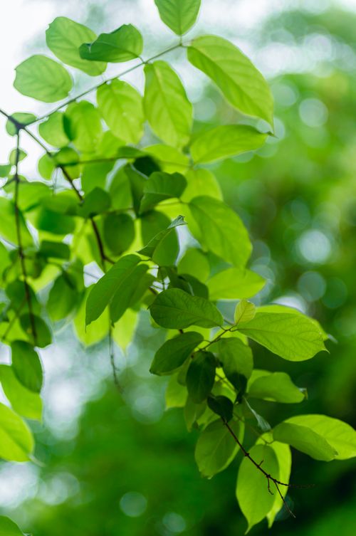 Free Close-up of fresh green leaves on a branch, showcasing vibrant nature and organic beauty. Stock Photo