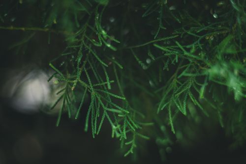 Free Detailed close-up of an evergreen cedar branch with dew, showcasing nature's intricate beauty. Stock Photo