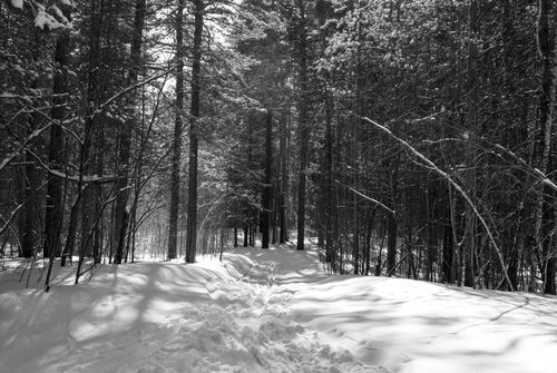 Free A serene snowy path through a sunlit winter forest, capturing the beauty of nature. Stock Photo
