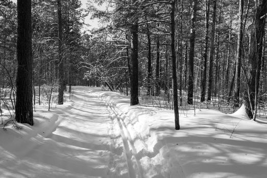 A peaceful snowy path winds through a dense forest in winter, covered in white snow and surrounded by tall trees.