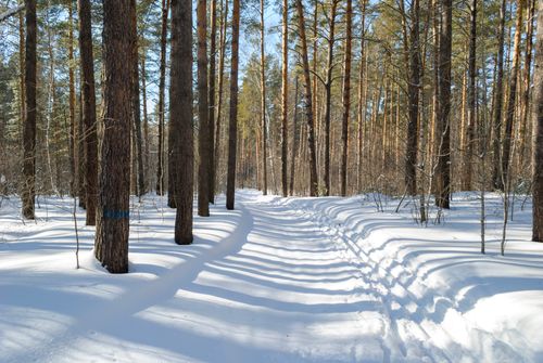 Free A tranquil winter forest scene with sunlight casting shadows on the snowy path. Stock Photo