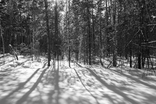 A tranquil winter forest scene with sunlight casting long shadows over fresh snow.