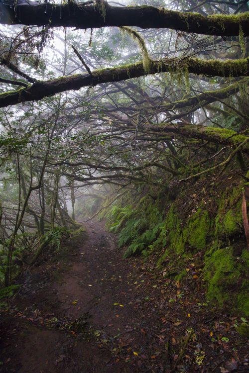 Free A foggy forest path enveloped in greenery and moss. Serene and mysterious landscape in Spain. Stock Photo