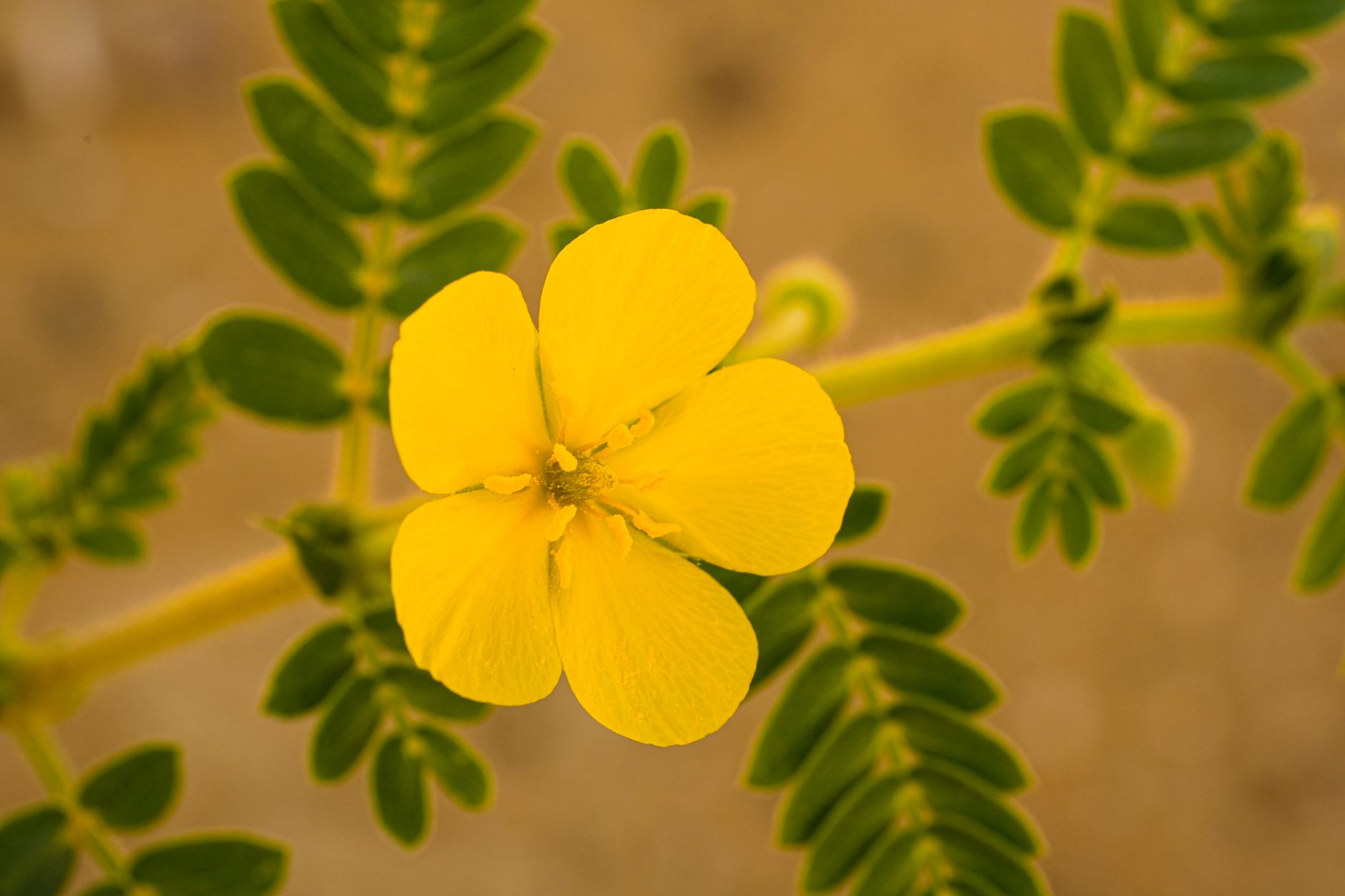 Tribulus Terrestris Botanical Photo