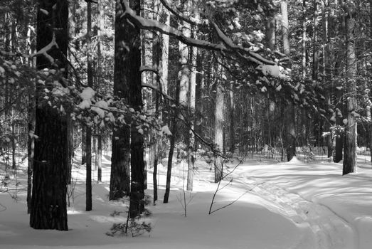 Black and white photo capturing a peaceful snowy forest landscape in winter.