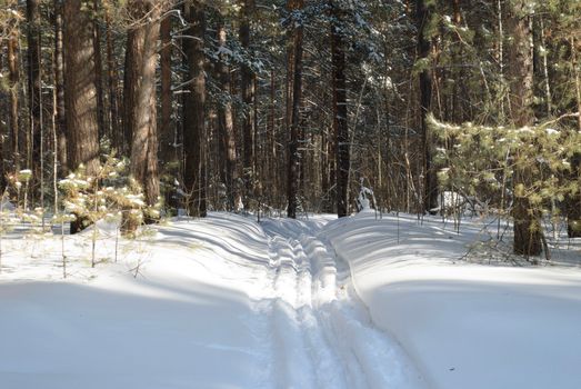 A serene winter forest scene with a snow-covered path through tall trees, creating a peaceful atmosphere.
