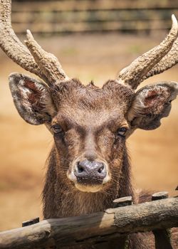 Detailed portrait of a Javan deer in a natural park setting in Java, Indonesia.