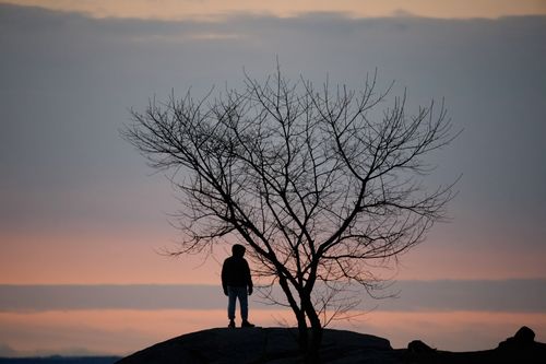 Free A lone man and bare tree silhouetted against a serene sunrise sky. Stock Photo