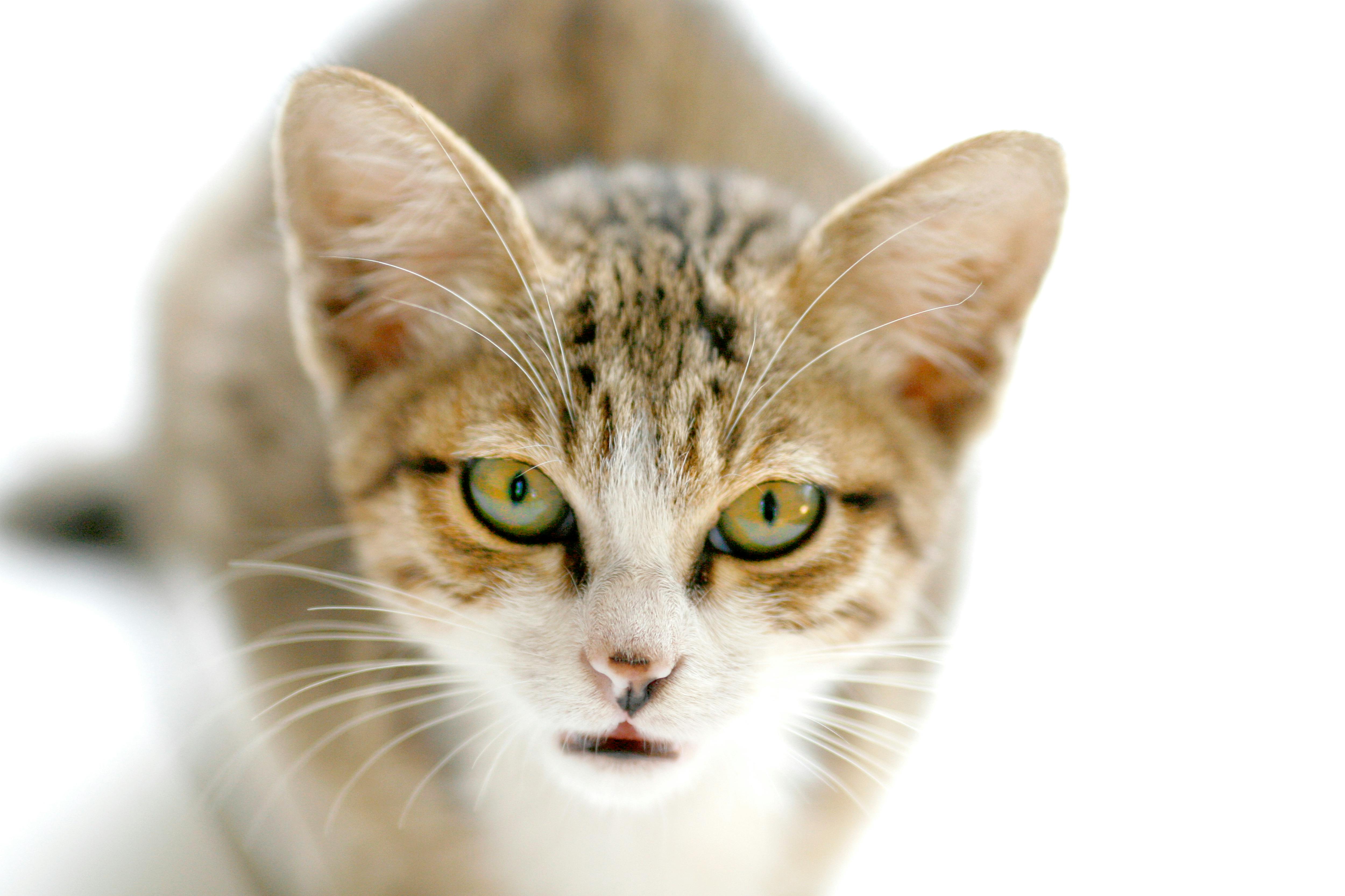 pet care pet safety — Photo by Jeffry Surianto on Pexels