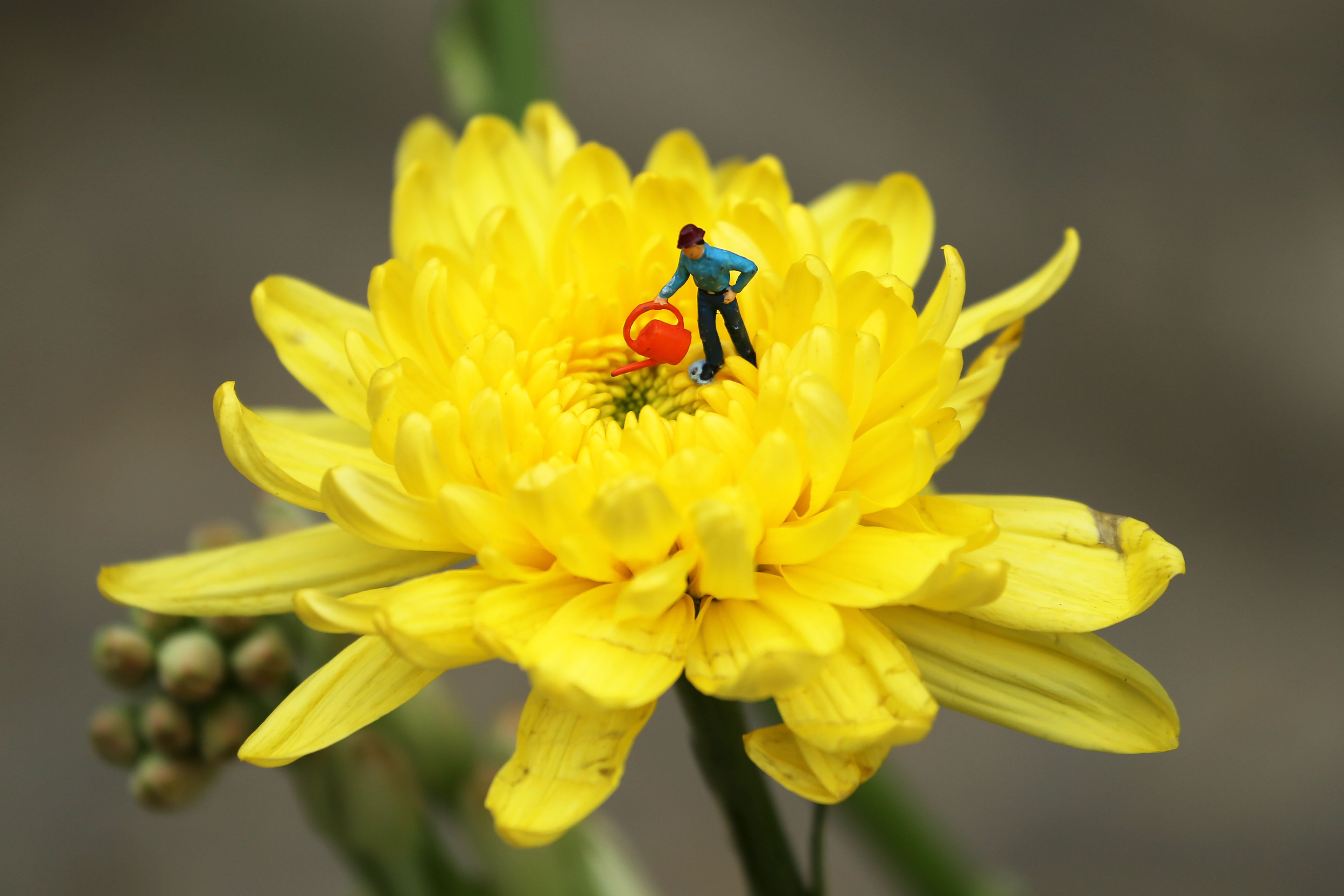 Creative macro photo of a miniature figure standing on a yellow chrysanthemum petal.