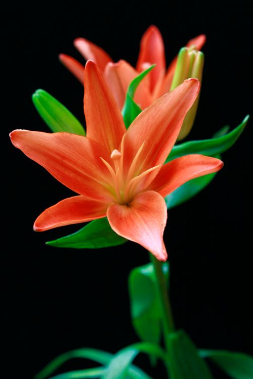 Free Close-up shot of a vibrant orange lily with green leaves on a black background. Stock Photo