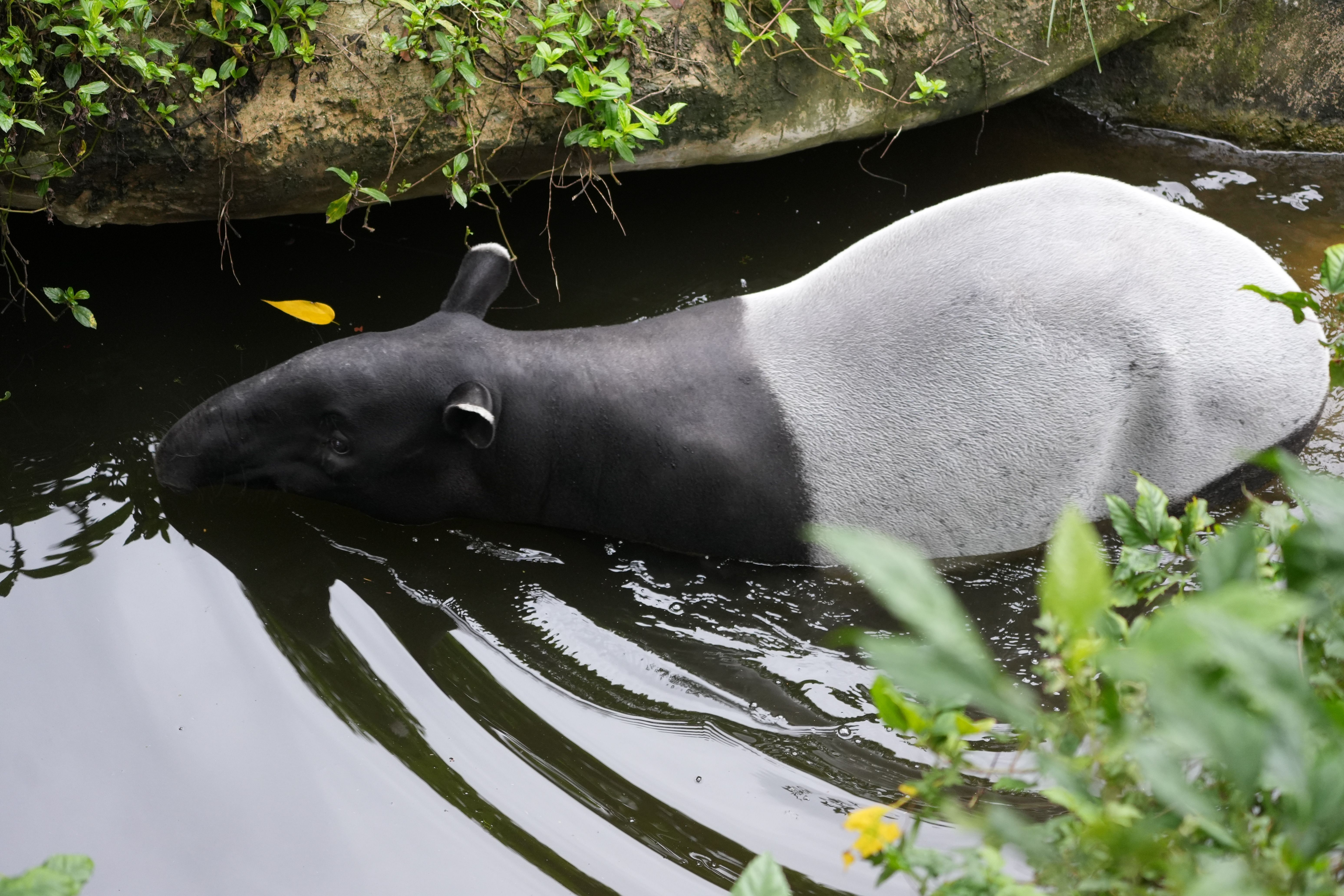 Tapir Experience