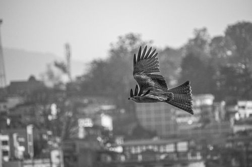 Free A black kite flying over an urban landscape in India, capturing a moment of natural beauty. Stock Photo