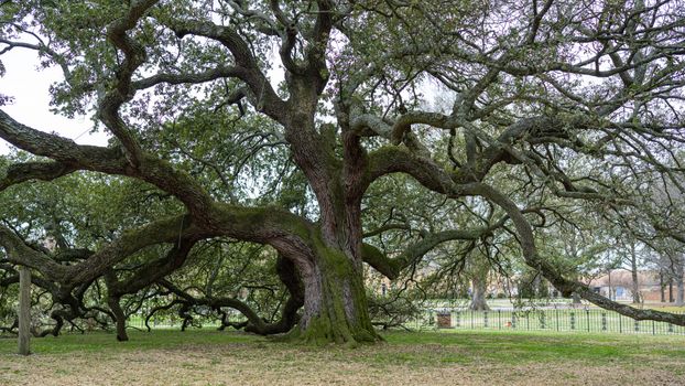 Oak Alley plantation day trip — New Orleans