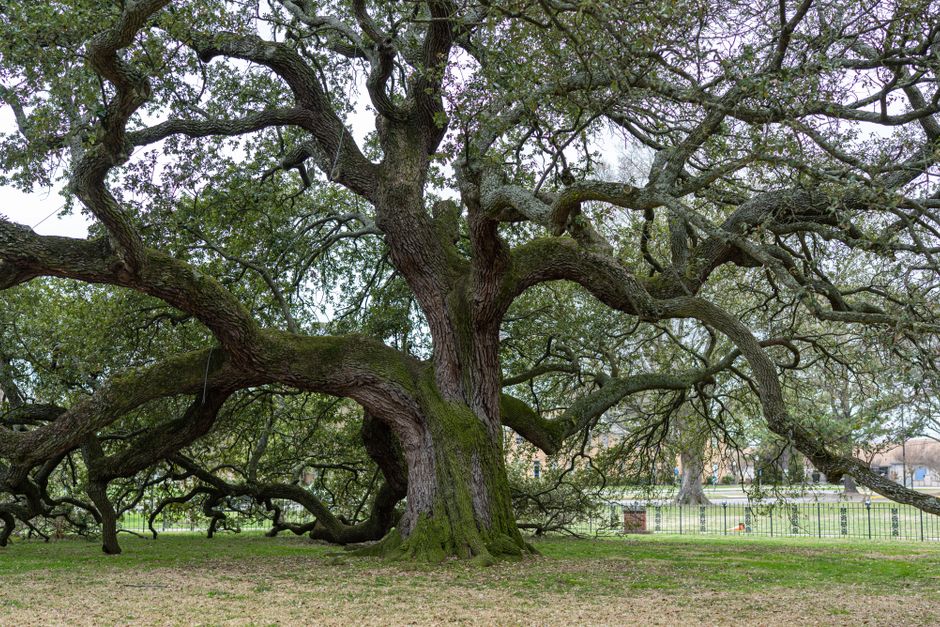 Majestic heritage oak tree with spreading canopy — pruning oak trees in Surrey BC