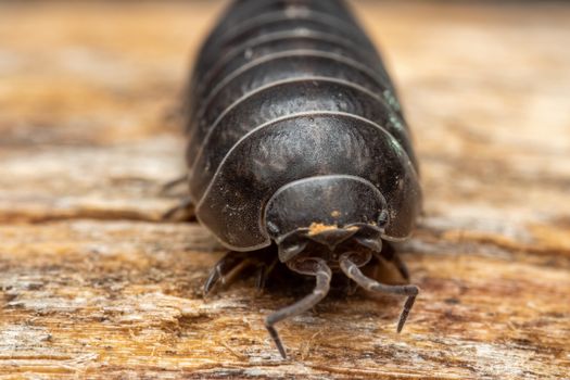 Extreme macro of Armadillidium vulgare showcasing its exoskeleton on a wooden surface.