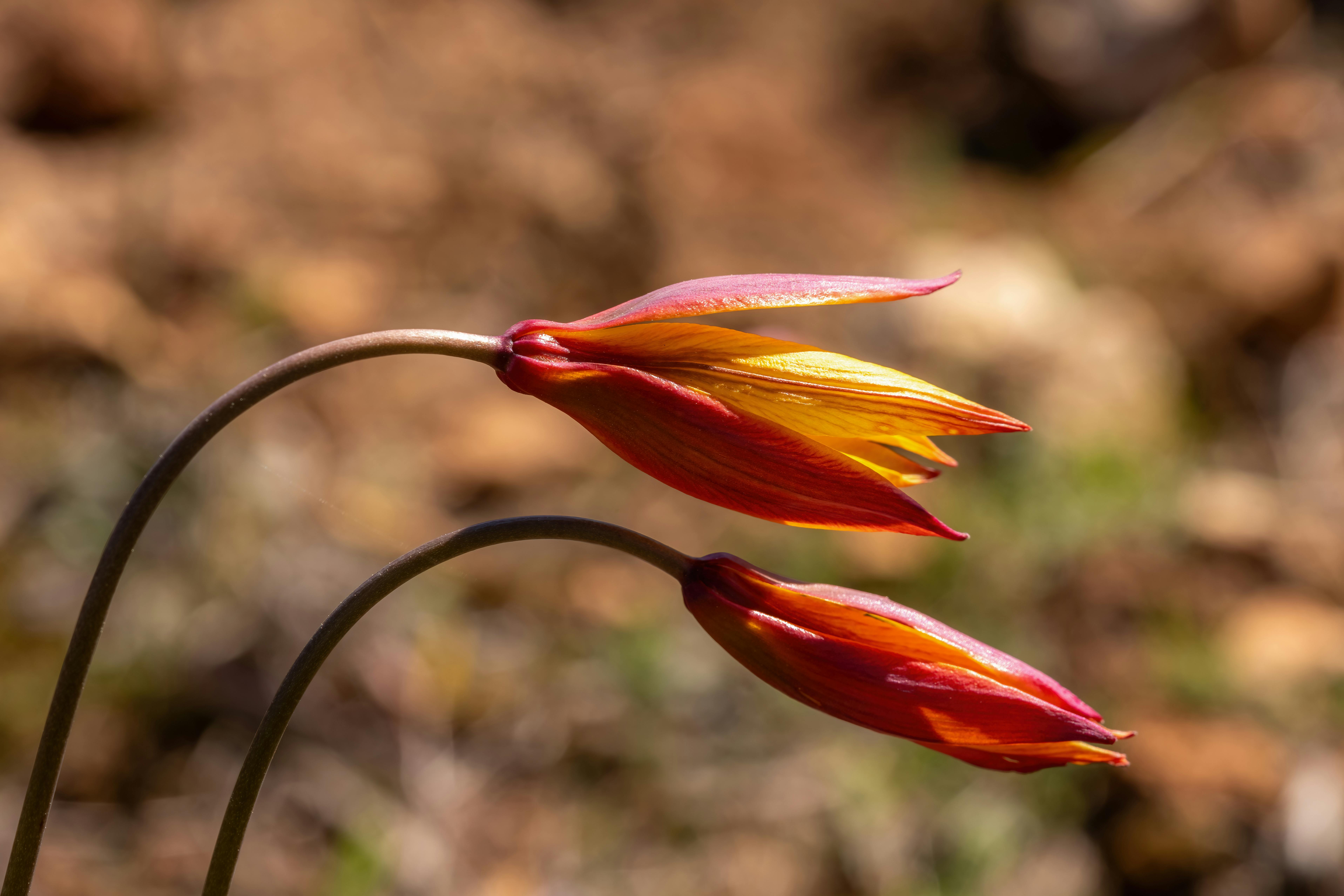 [ColoSach]-vibrant-red-and-yellow-wild-tulip-blooms-captured-in-natural-spring-setting,-emphasizing-delicate-floral-details.