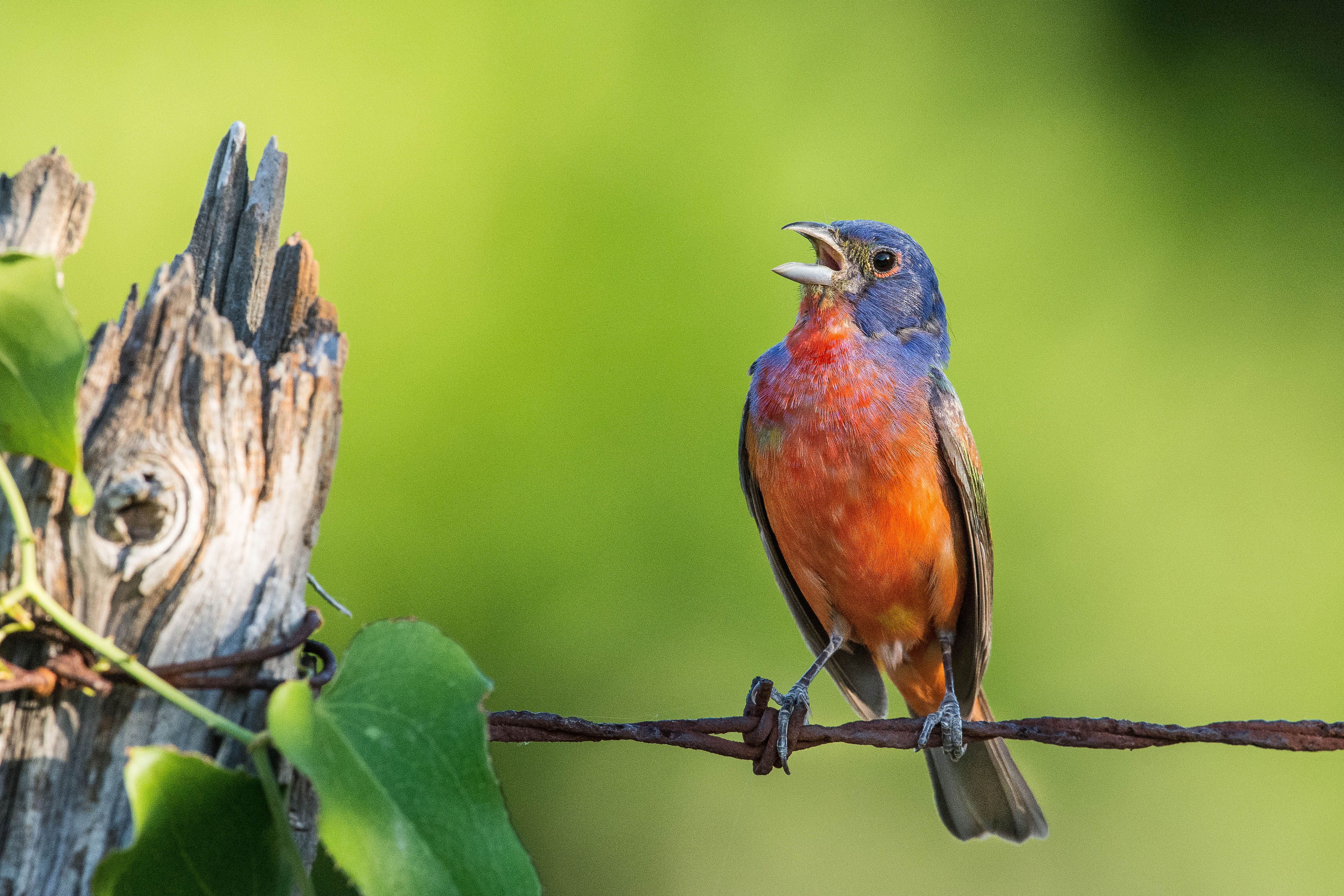 Burung Painted Bunting bertengger di pagar kawat di Texas, bernyanyi riang