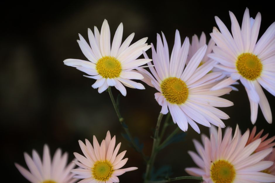 Vivid close-up of pale pink daisies with yellow centers, showcasing nature's delicate beauty.