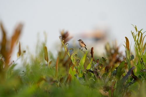 Free A small bird gracefully perched amidst lush greenery, showcasing vibrant natural colors and serene environment. Stock Photo