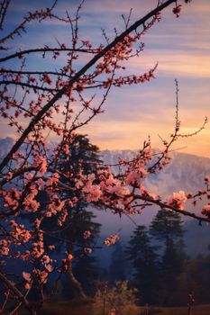 Cherry blossoms at sunrise with mountain background, promoting tranquility and beauty.