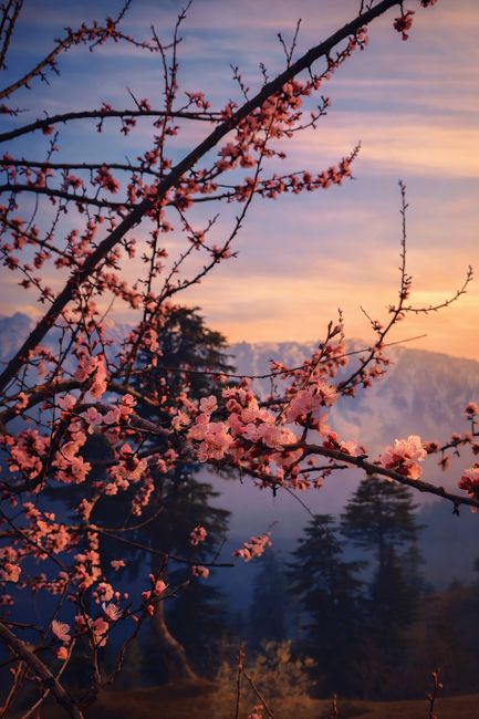 Cherry blossoms at sunrise with mountain background, promoting tranquility and beauty.
