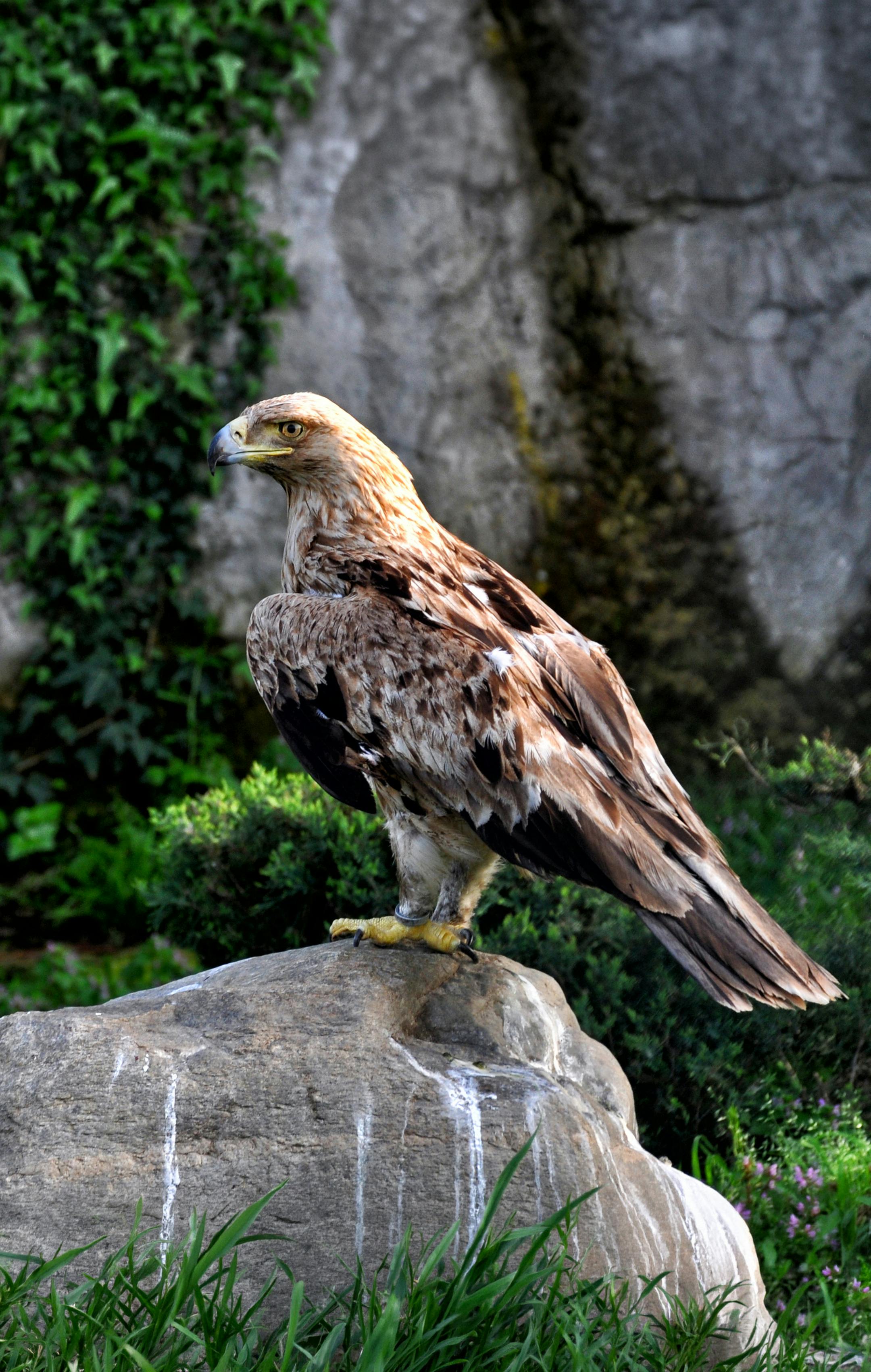 Stunning Golden Eagle (Aquila chrysaetos) sitting on a rock, showcasing its powerful stature in Bursa, Türkiye.