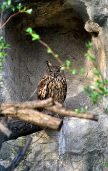 owl photo