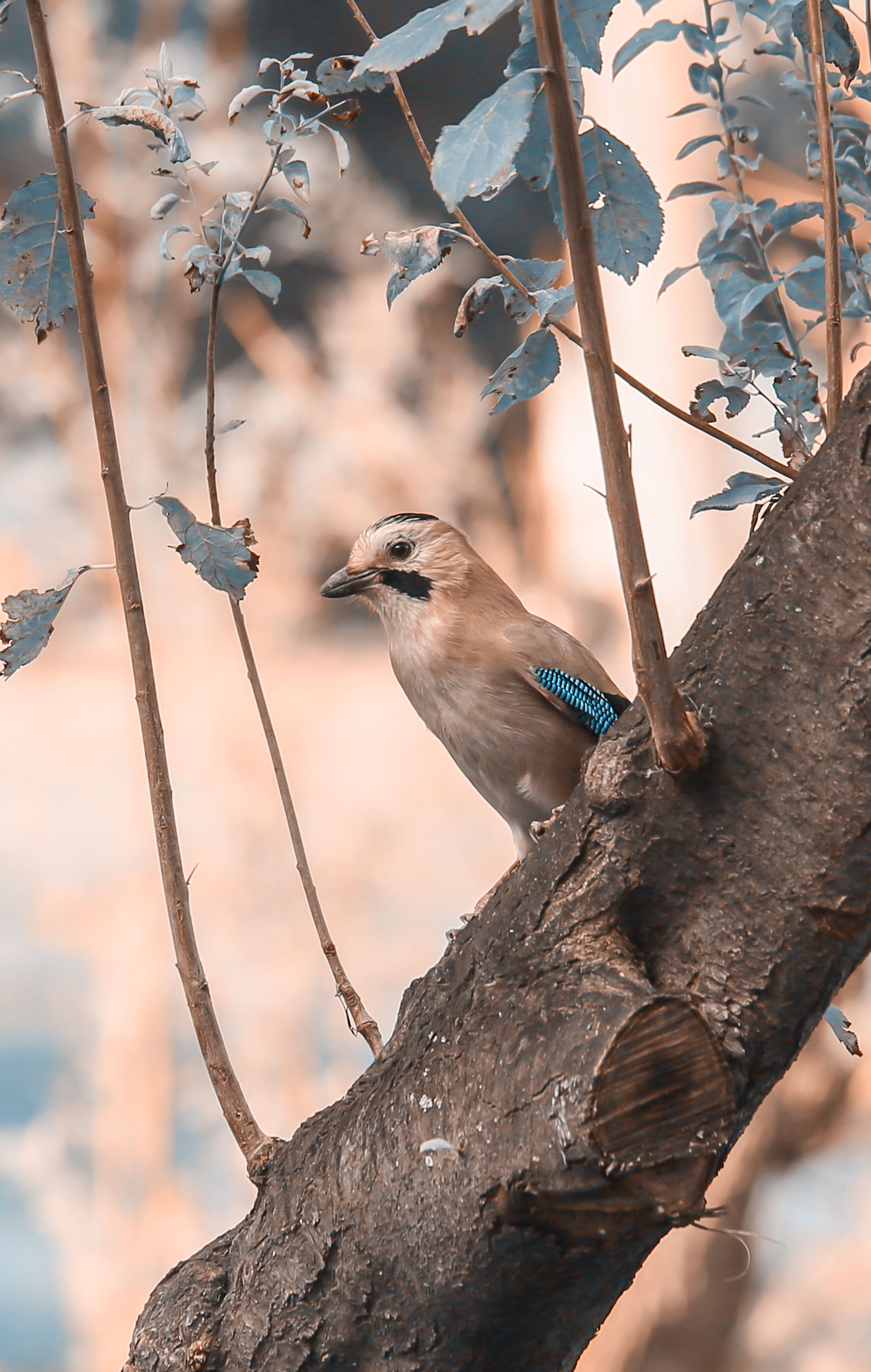 Eurasian Jay on a tree branch in Bursa, Türkiye, showcasing unique plumage.