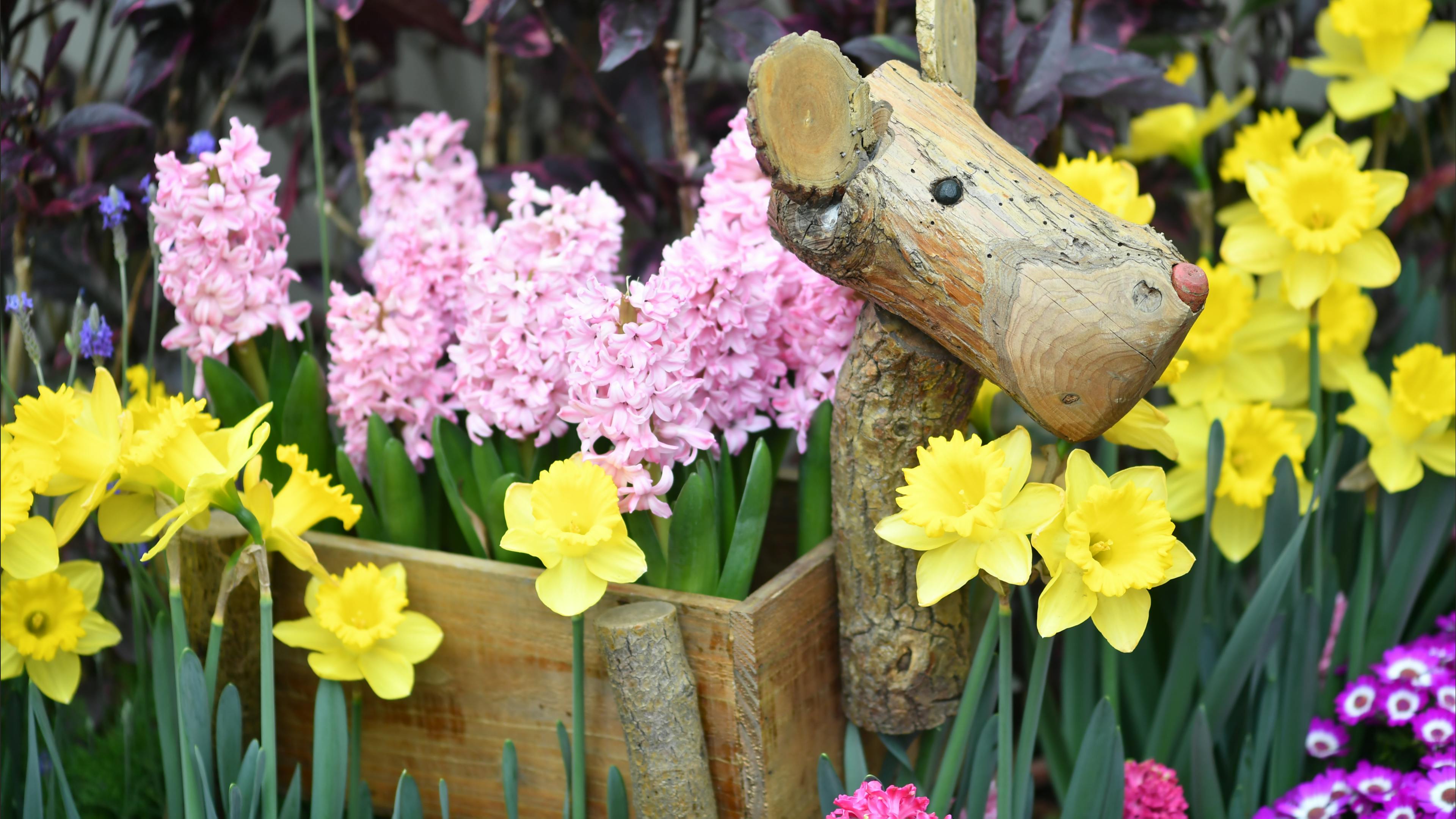 [ColoSach]-charming-wooden-sculpture-amidst-blooming-daffodils-and-hyacinths-in-garden.