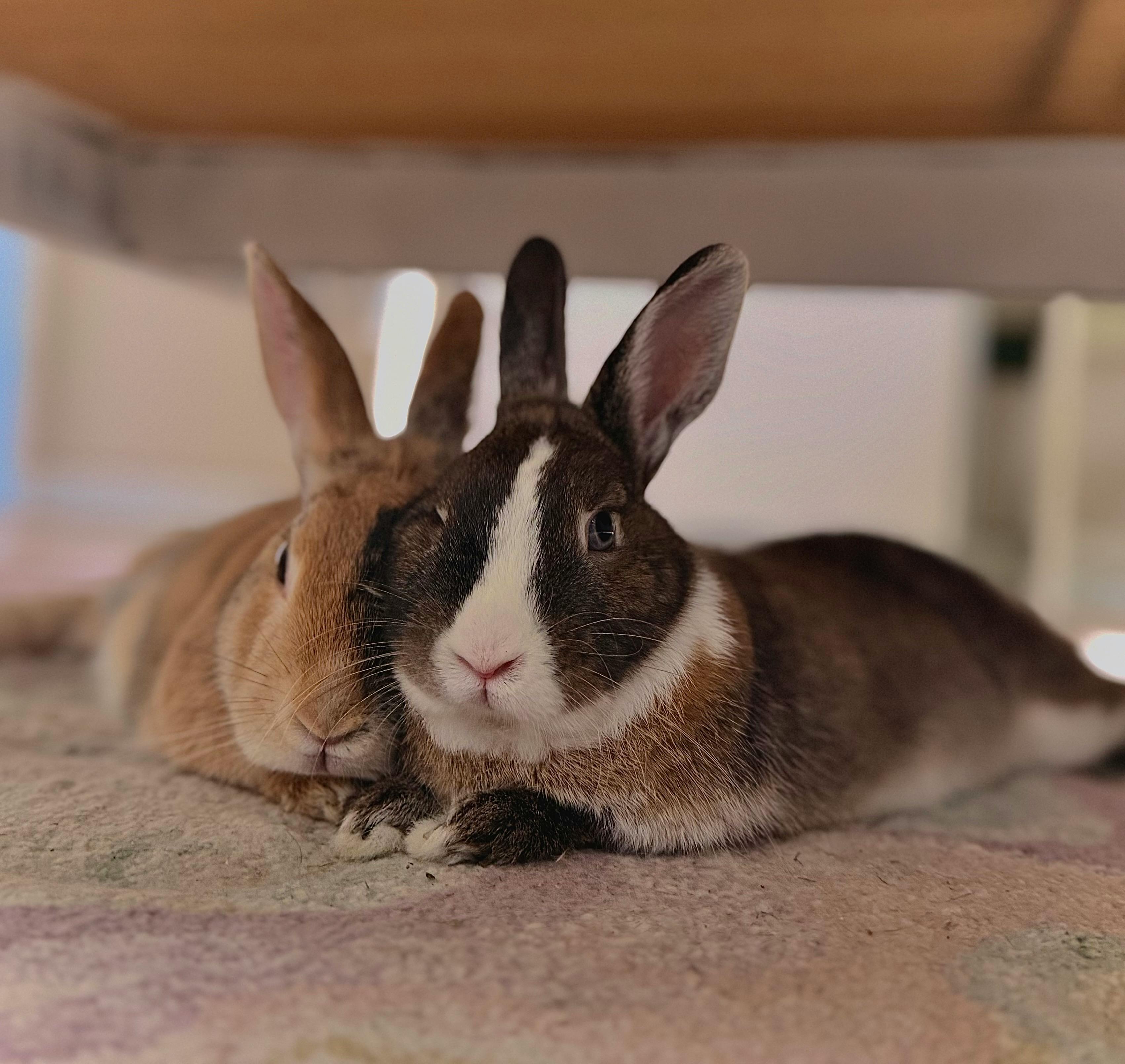 imagem coelhos no café