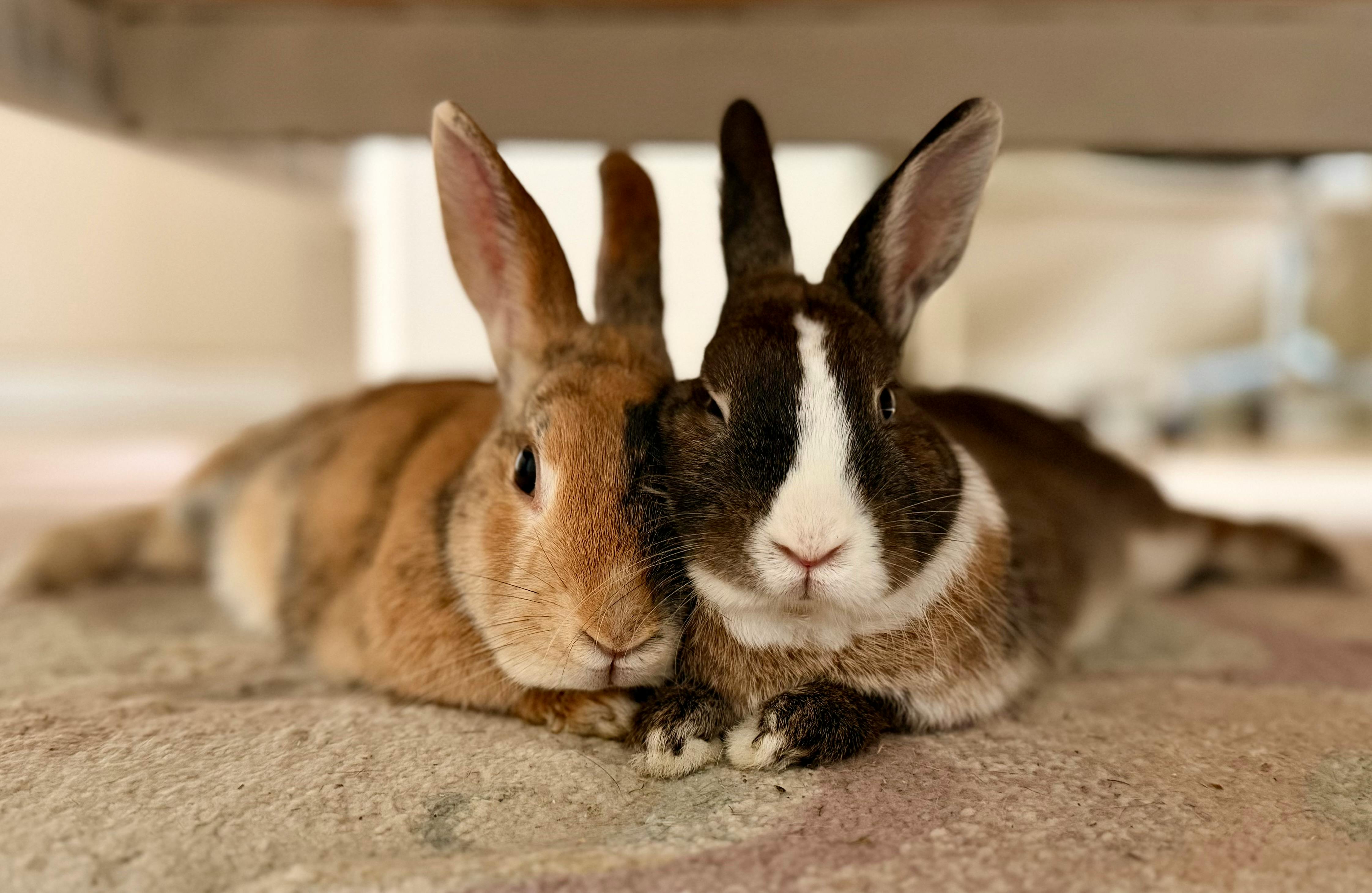 pet care pet safety — Photo by Cat B on Pexels