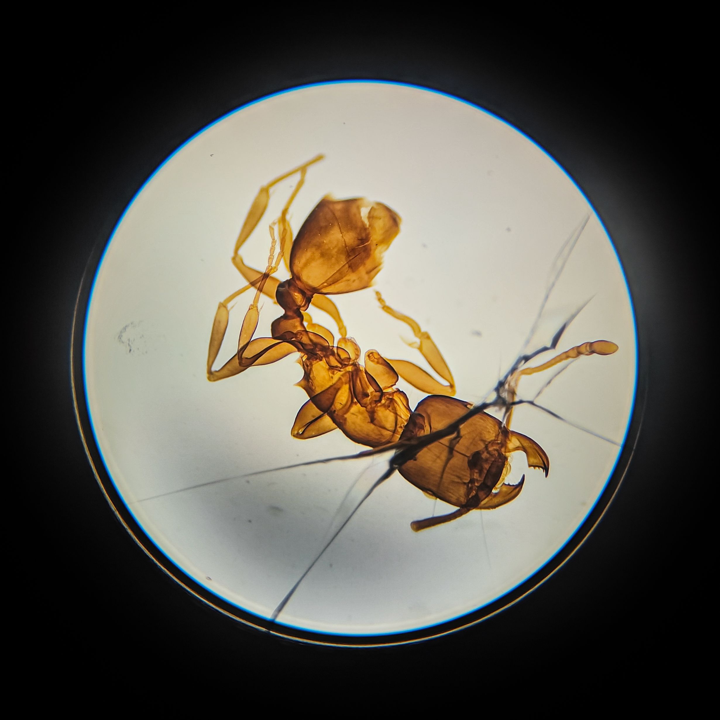 Detailed close-up of an ant specimen under a microscope with a cracked glass slide.