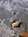 Close-up of Sea Shells on Sandy Beach