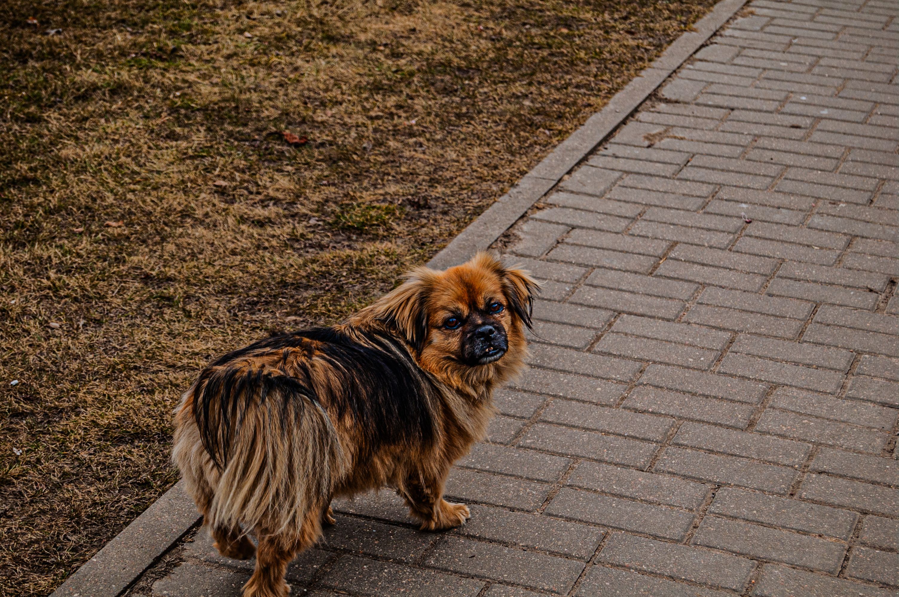 pet lifestyle, pets lifestyle, pet lifestyle store, more lifestyle pets, pet lifestyle bhopal, pet lifestyle centre, pet life