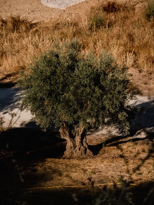 Free A solitary olive tree stands in a dry, grassy Spanish landscape under warm sunlight. Stock Photo