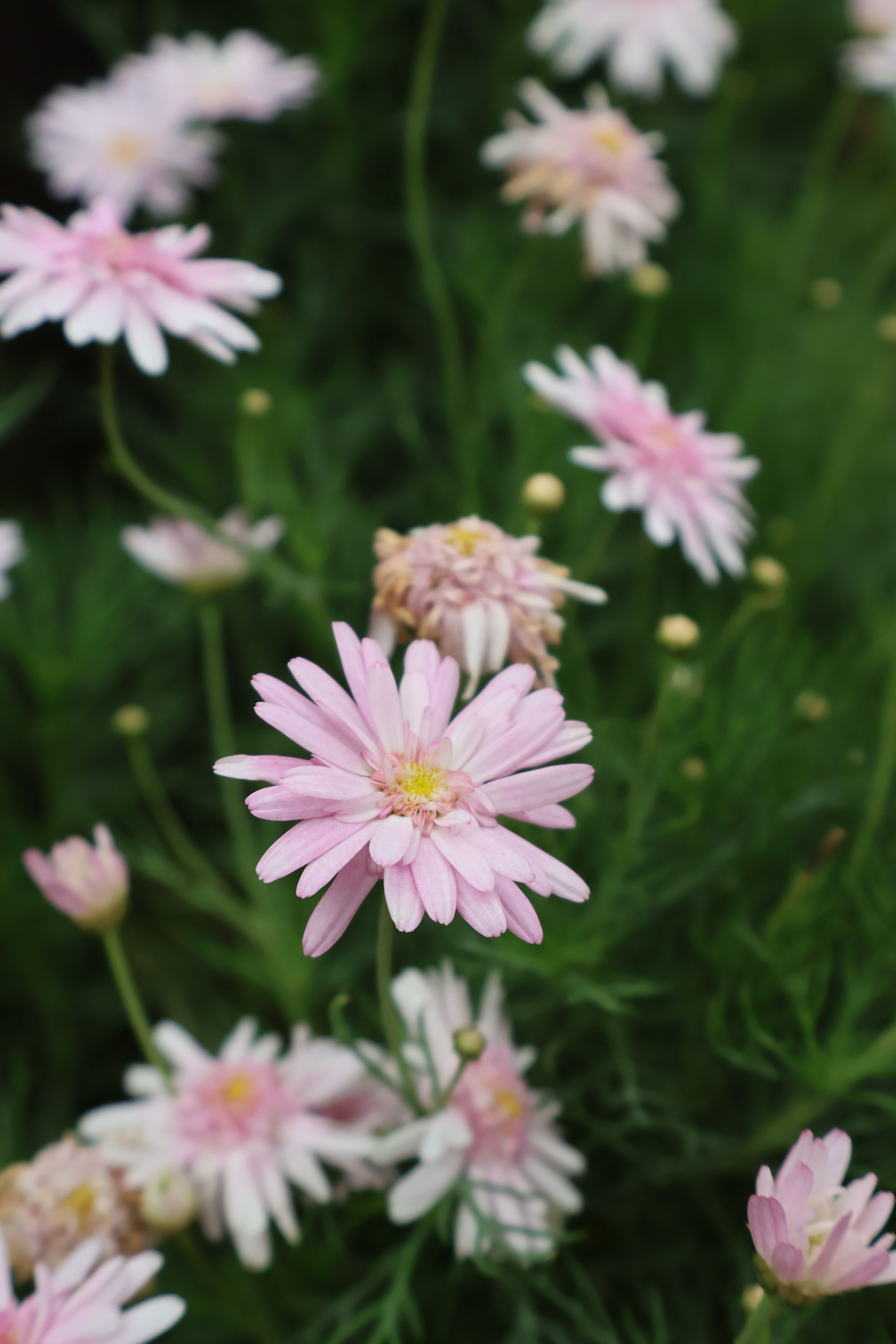 Pink Daisies in Bloom in a Lush Garden · Free Stock Photo