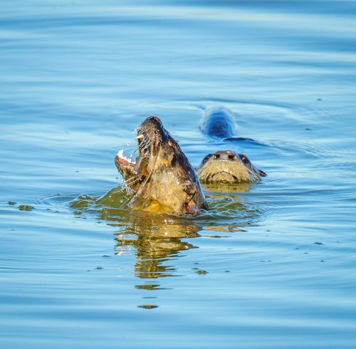 Free Two playful otters frolicking in a serene lake, showcasing nature's charm and wildlife beauty. Stock Photo