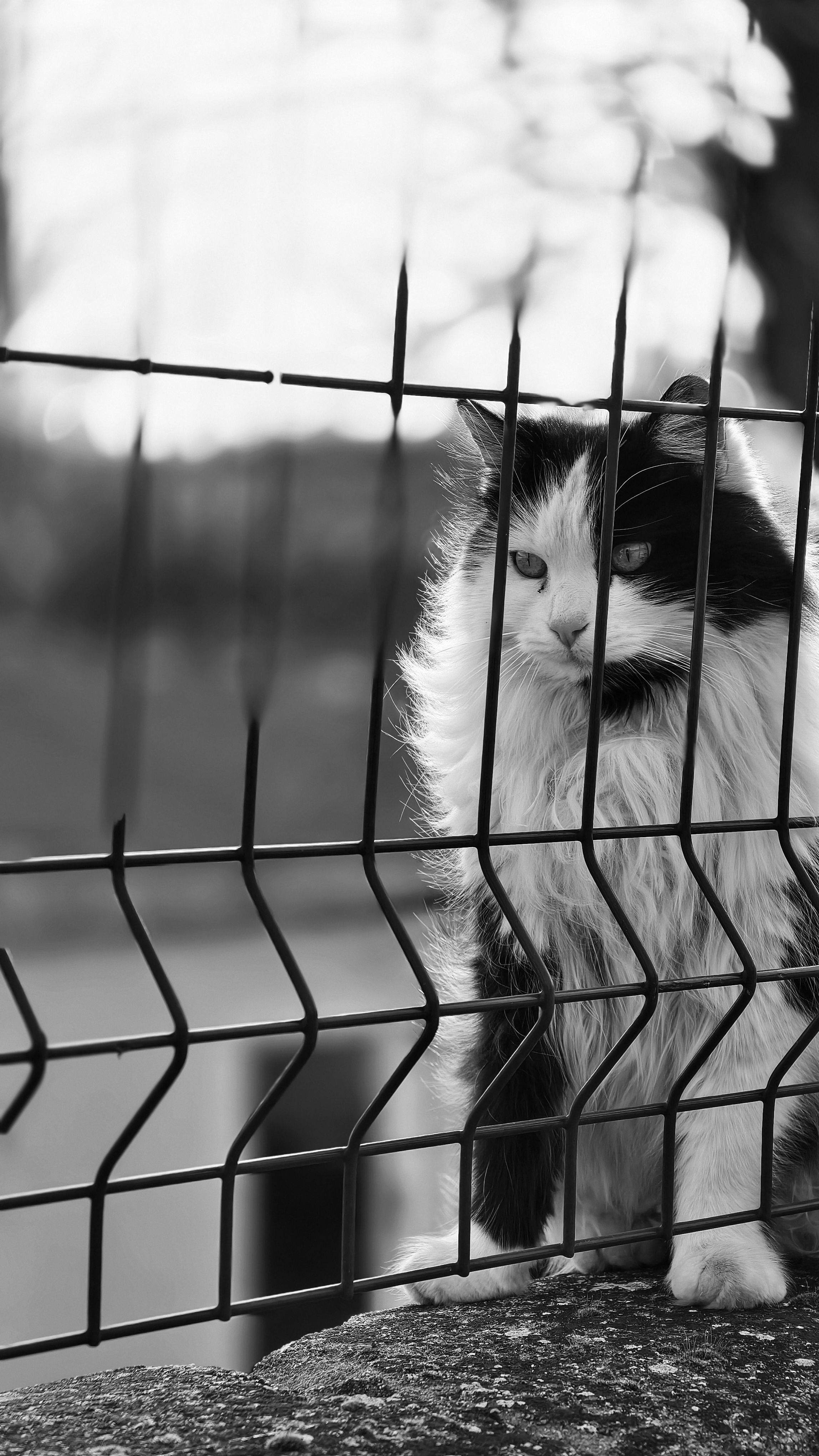 Black and White Cat Behind a Fence in İstanbul · Free Stock Photo