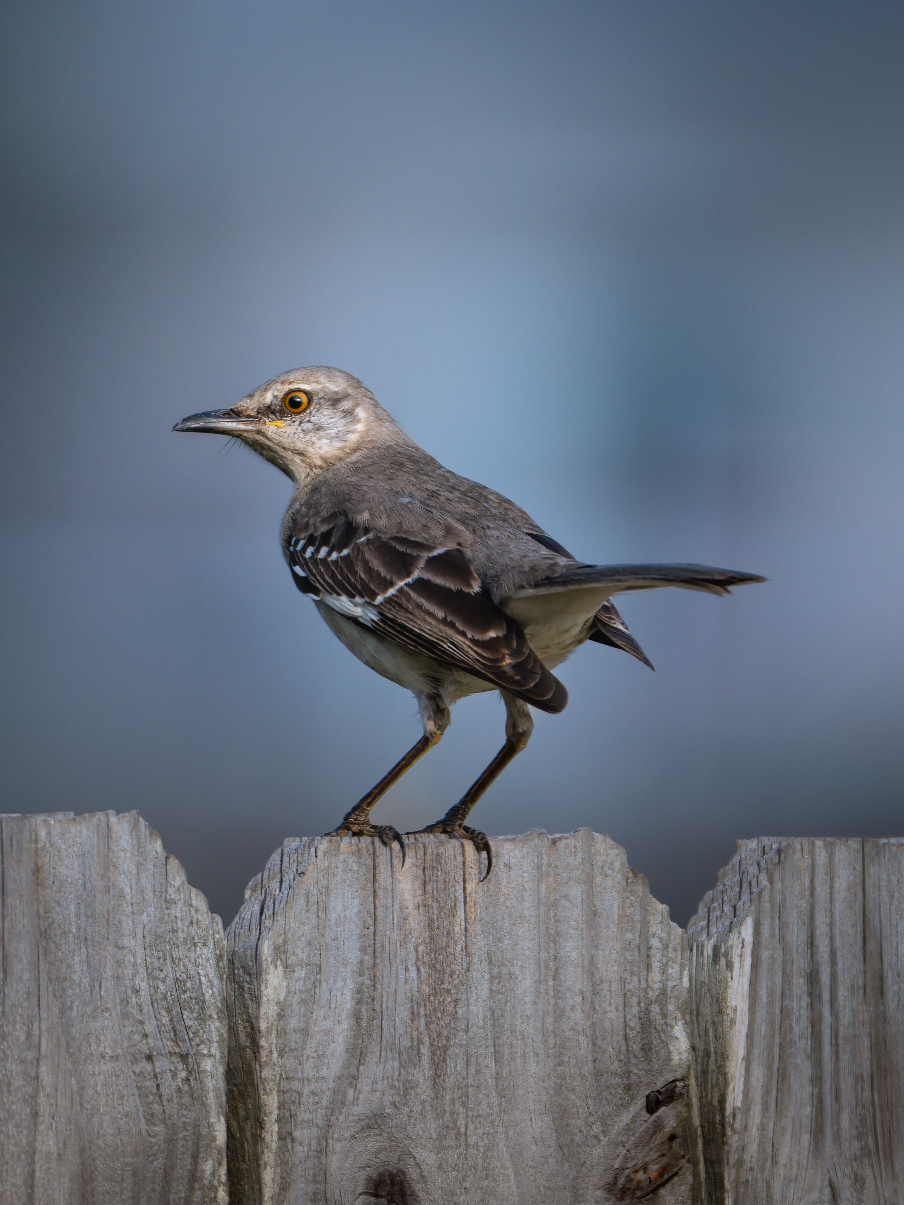Northern Mockingbird Perched on a Fence in Texas · Free Stock Photo