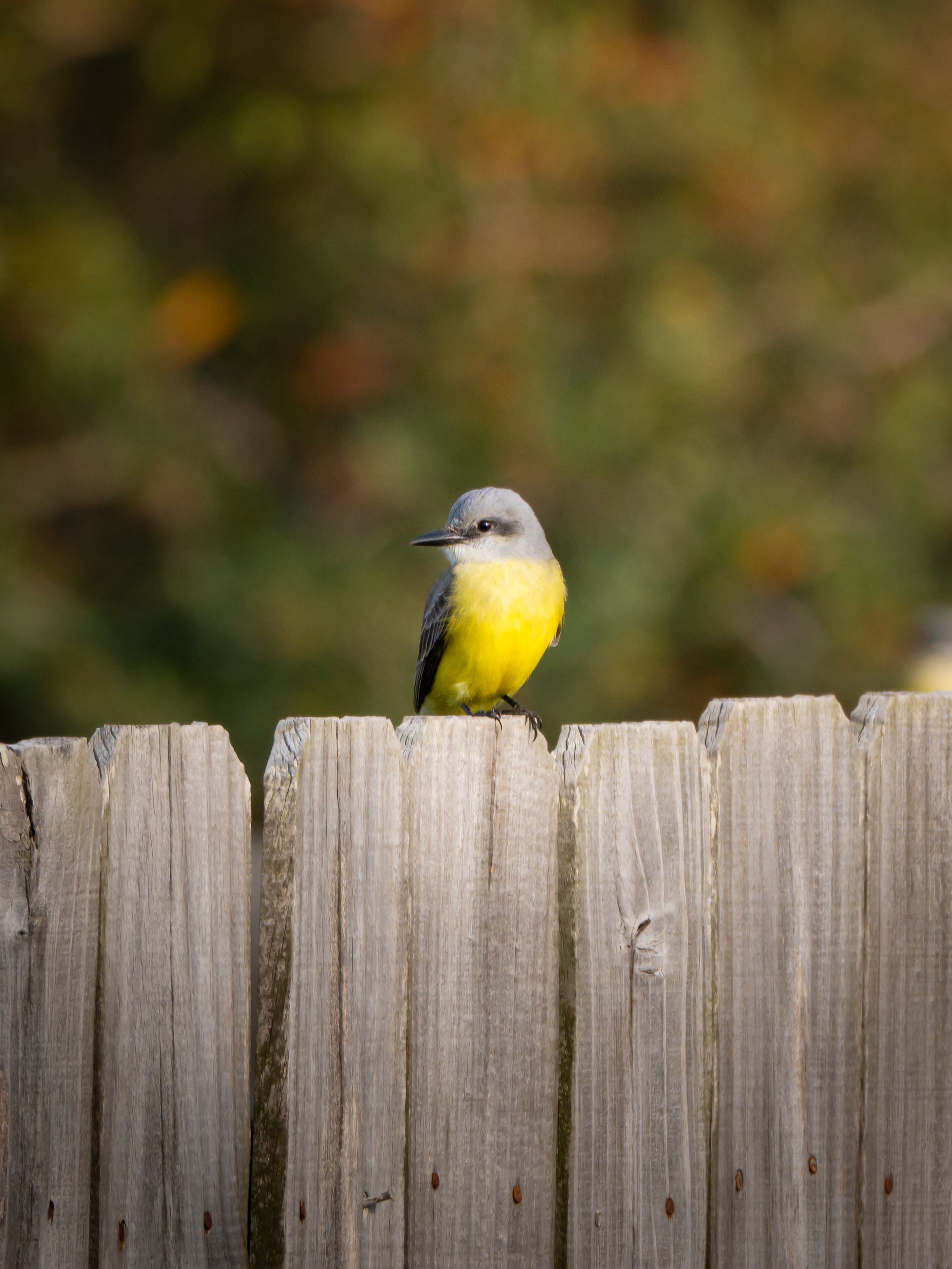 Birdneighbors