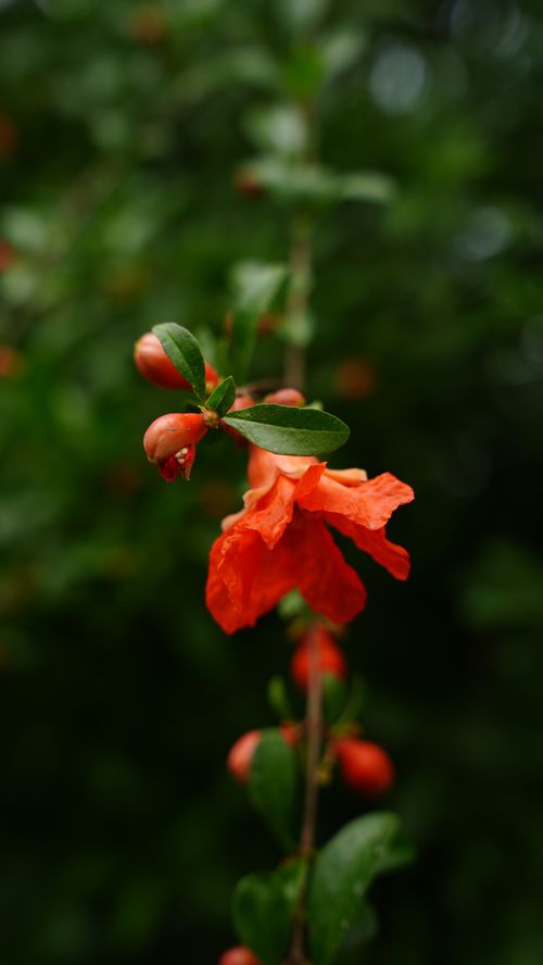 Free Vibrant pomegranate flower blooming amidst lush green leaves, showcasing nature's beauty in Lahore. Stock Photo