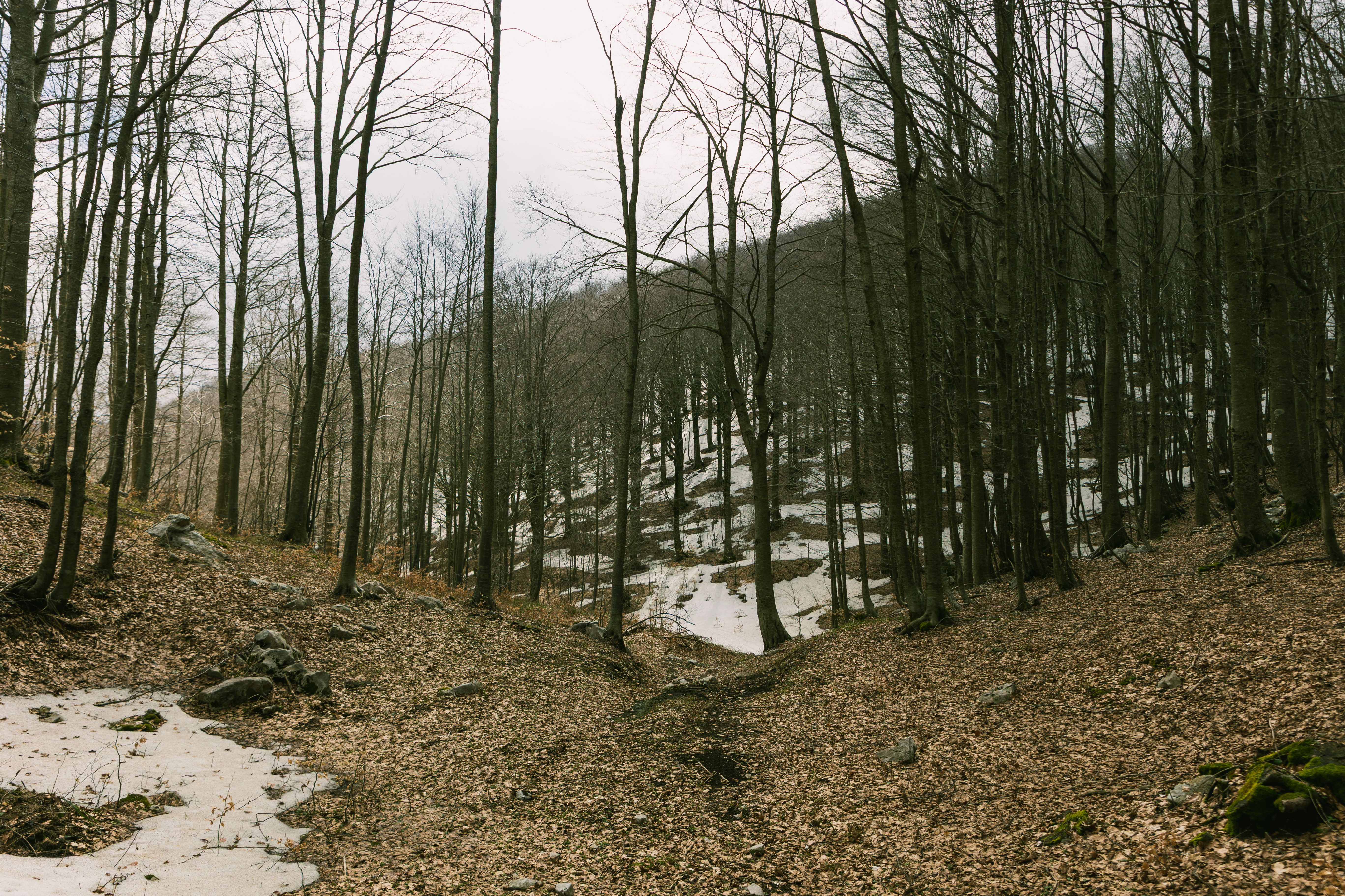 Bosco di Turno & Sentiero del Lago