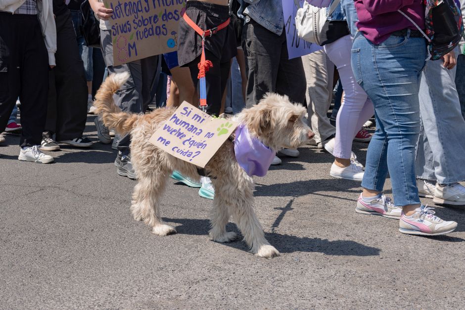 Guía práctica de test geneticos perros que pueden descubrir para dueños responsables - 4 Guía práctica de test geneticos perros que pueden descubrir para dueños responsables - 4