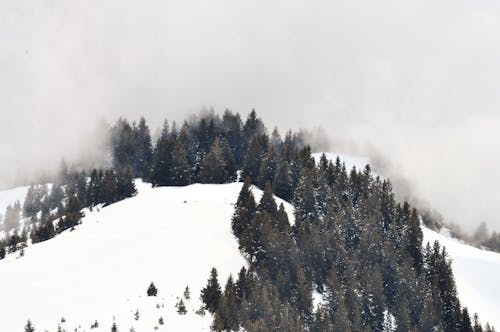 Foto d'estoc gratuïta de alps, arbres, boira