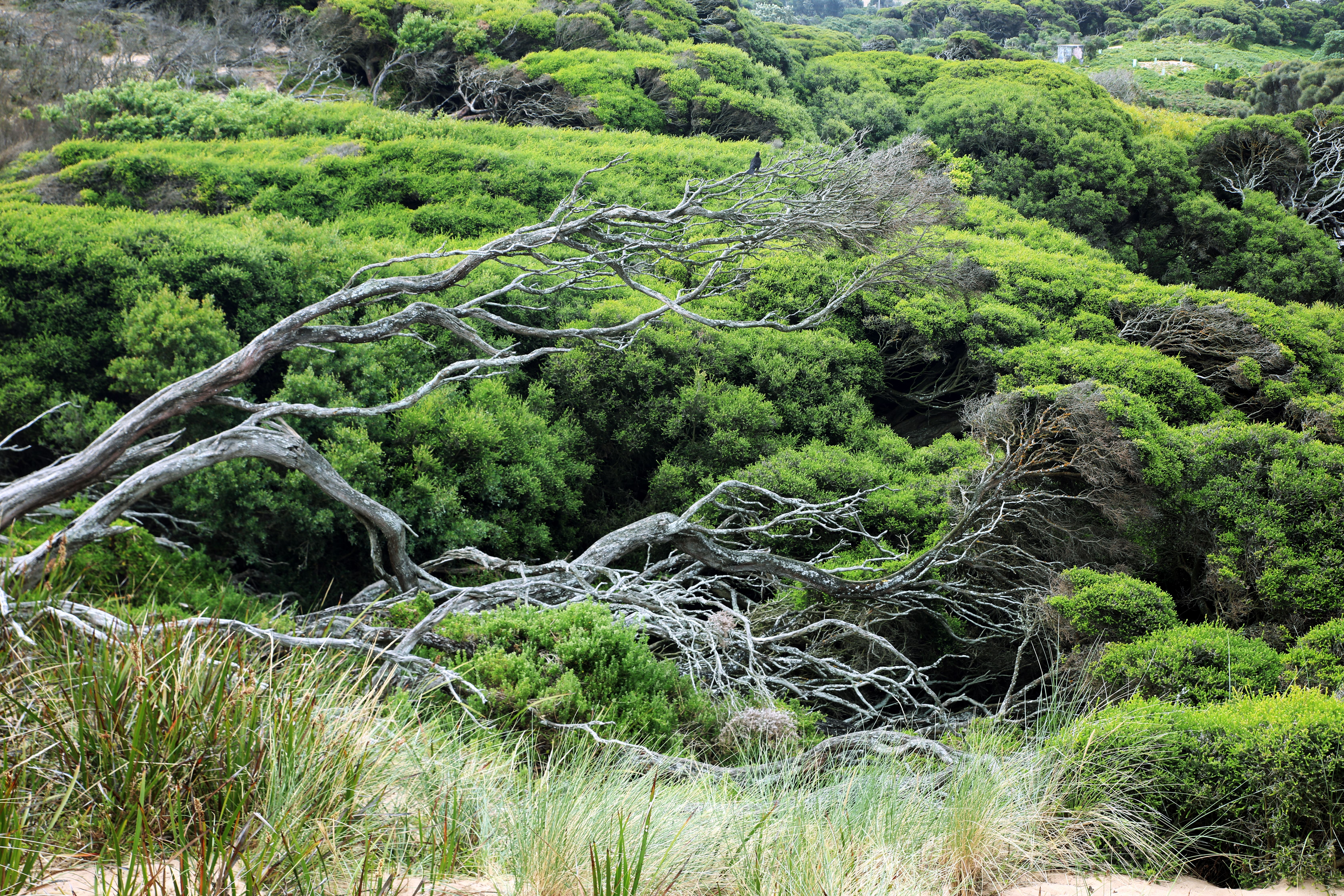Lush Green Forest with Fallen Tree Branches · Free Stock Photo