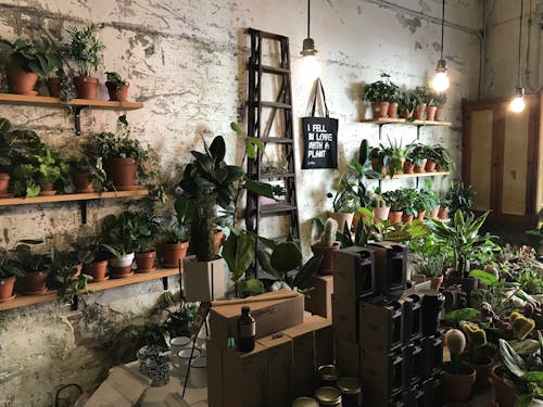Green Potted Plants on Brown Wooden Shelf