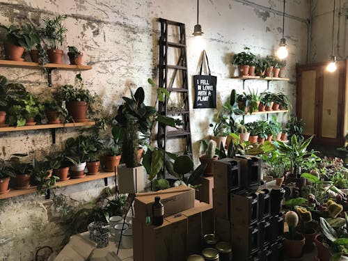 Plantas En Macetas Verdes En El Estante De Madera Marrón